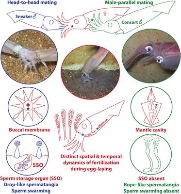 Male Alternative Reproductive Tactics and Associated Evolution of Anatomical Characteristics in Loliginid Squid